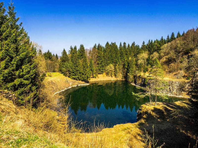 trees, 4K, no people, non-urban scene, tranquility, nature, growth, green, germany, land, day, landscape, pine woodland, swiss francs, sky, tranquil scene