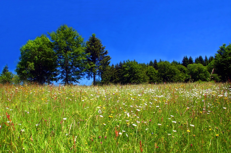 beauty in nature, tranquil scene, 2K, flower meadow, nature, landscape, environment, grass, no people, tree, rhön meadow, meadow, land, outdoors, wild flowers