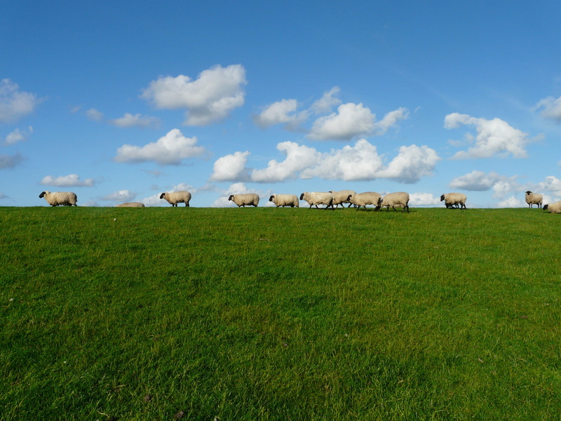 land, mammal, sky, outdoors, standing on, livestock, herbivorous, group of animals, pets, north sea, dike, field, animal, relaxation, meadow, series, 2K