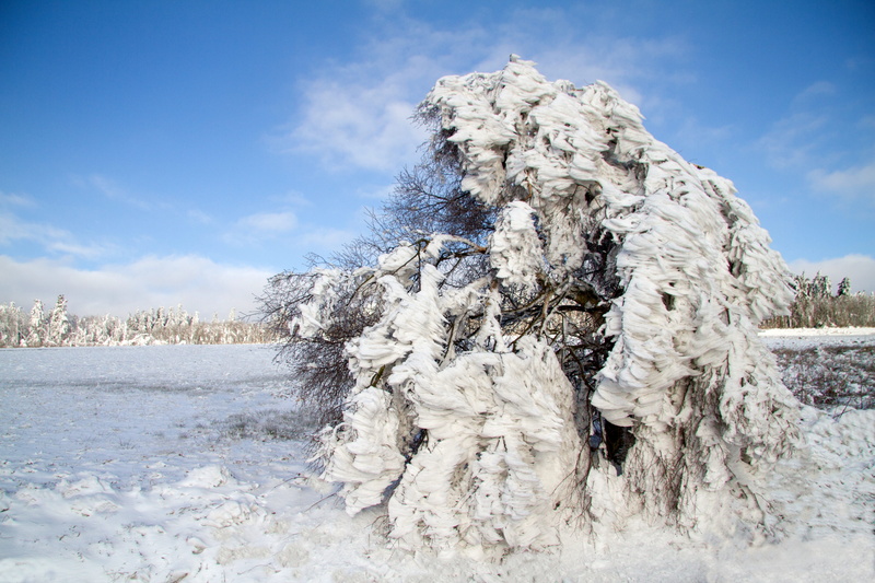 wintry, sky, snowy, water, scenics - nature, frozen, winter, tree, environment, 5K, coniferous tree, wasserkuppe, cold temperature, rhön winter, no people