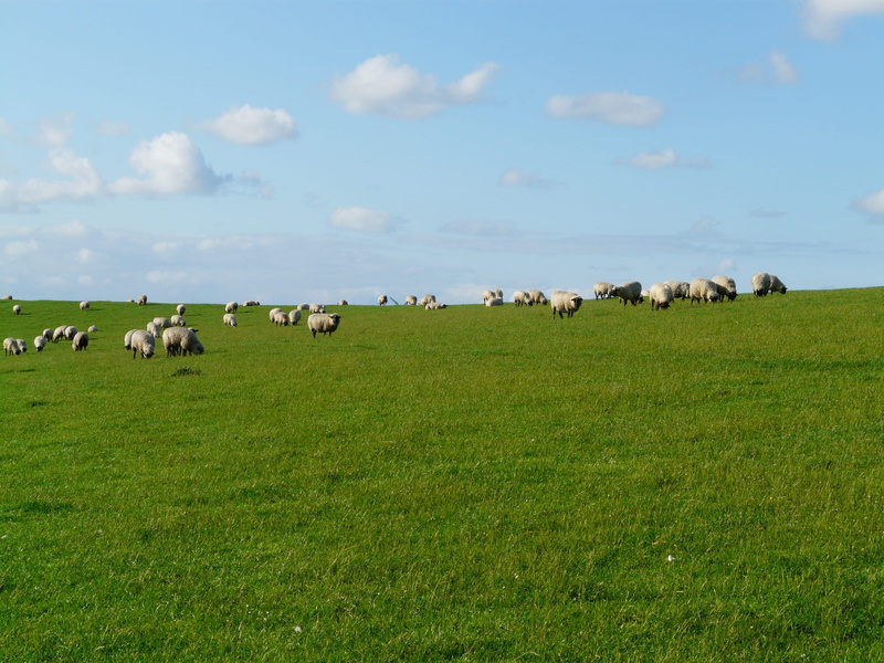 plant, animal, Rhön, large group of animals, fresh, meadow, 2K, Sheep, pets, group of animals, relaxation, green color, animal themes, north sea, nature