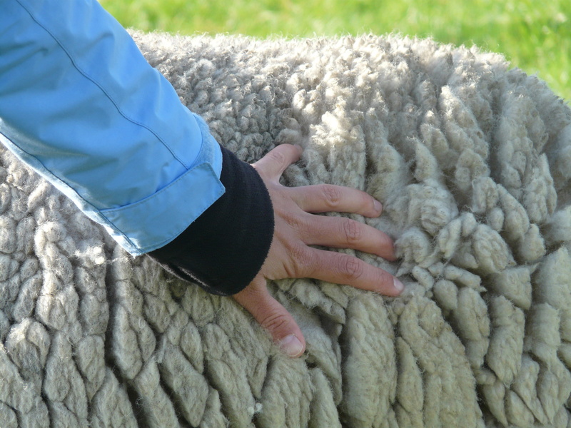 sheepskin, sheep, outdoors, person, wool, stroke, warm clothing, lifestyles, human, soft, one person, fluffy, leisure activity, animal, nature, dear, finger