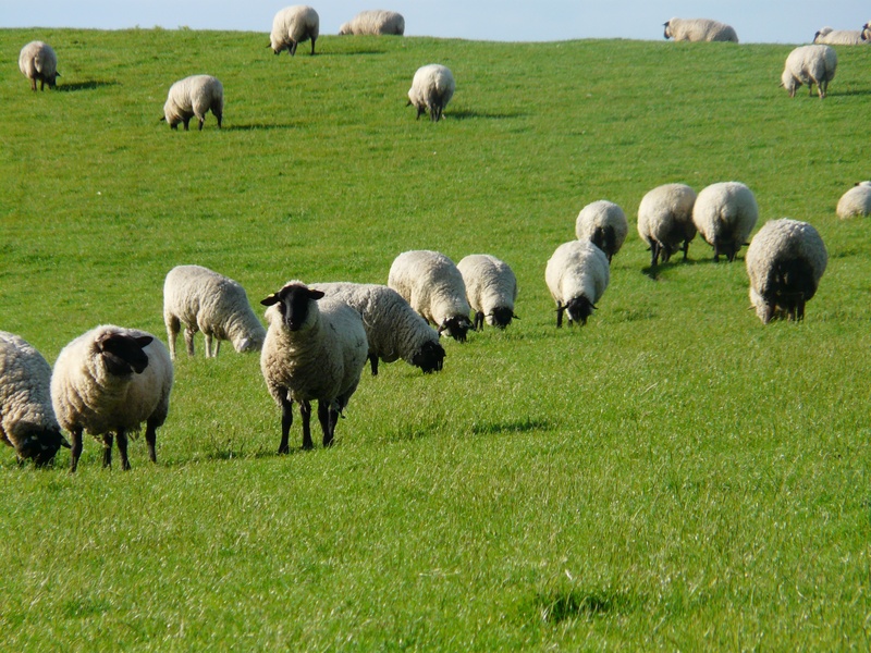 rhön sheep, idyll, no people, meadow, group of animals, domestic animals, land, relaxation, north sea, outdoors, grass, green color, domestic, 2K, grazing
