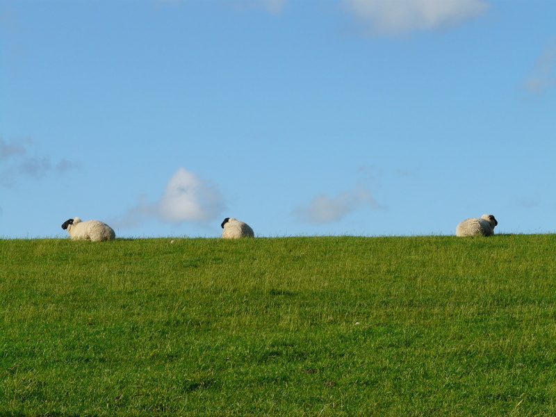 sheep, animals in the wild, livestock, no people, dike, fresh, plant, grass, young animal, animal family, 2K, idyll, animal wildlife, rest, field, vertebrate