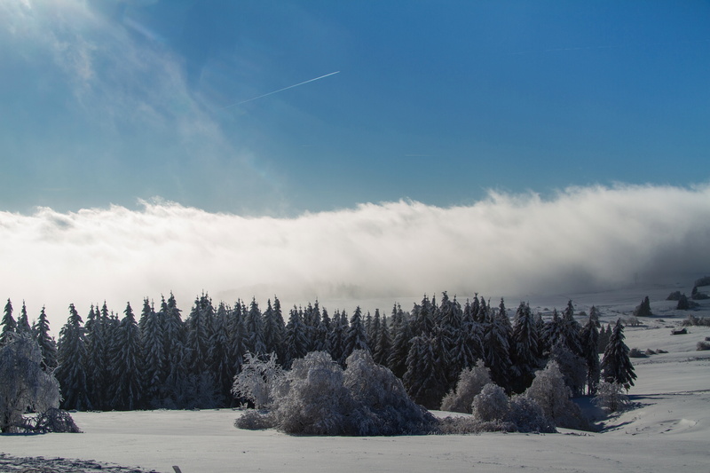 5K, pine tree, wasserkuppe, snowy, cold temperature, wintry, pine woodland, hochrhoen, beauty in nature, scenics - nature, landscape, rhön winter, forest