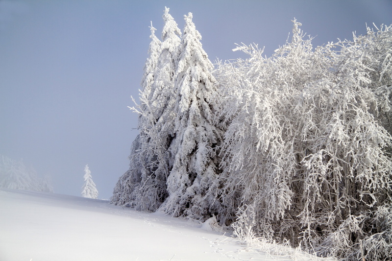 landscape, coniferous tree, snowcapped mountain, forest, woodland, pine woodland, white color, tree, hochrhoen, beauty in nature, land, evergreen tree