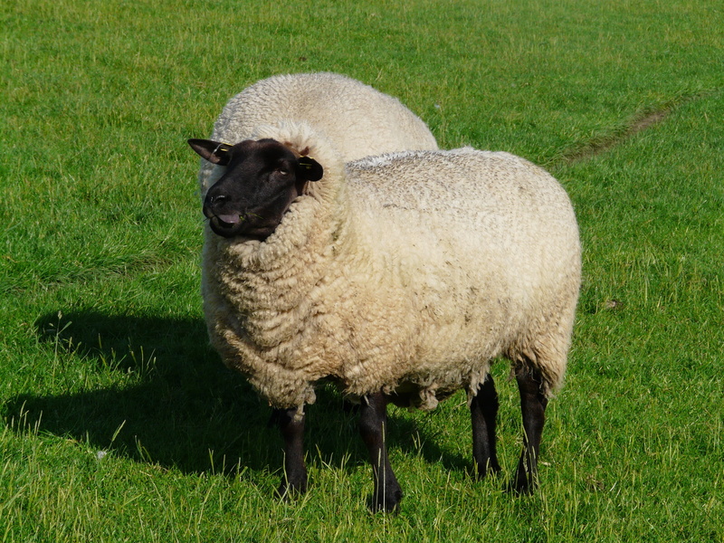 sheep, rhön sheep, domestic animals, green color, animal themes, livestock, chew, animal, portrait, nature, domestic, north sea, outdoors, grass, wool