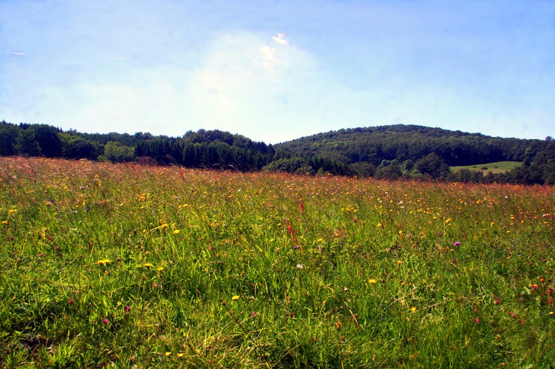 day, flower meadow, spring, environment, scenics - nature, no people, spring meadow, growth, flowering plant, outdoors, flower, tranquil scene, sky, nature