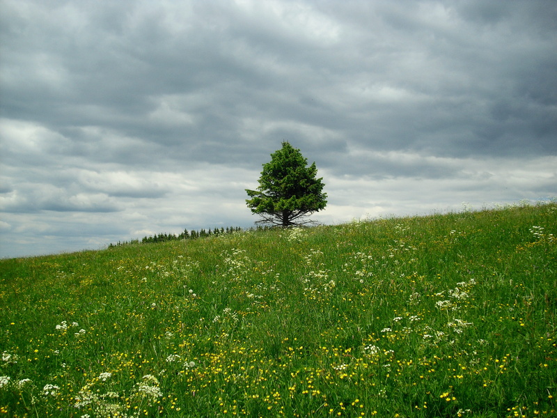 plant, sky, outdoors, middle, walk, cloud - sky, cloudiness, flower, meadow, trees, land, 2K, rhön, flowering plant, summer, grass, field, environment