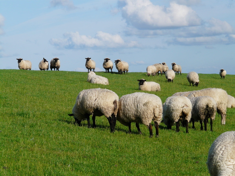 rest, north sea, grazing, sky, outdoors, land, landscape, herd, agriculture, domestic, livestock, flock of sheep, plant, herbivorous, relaxation, dike