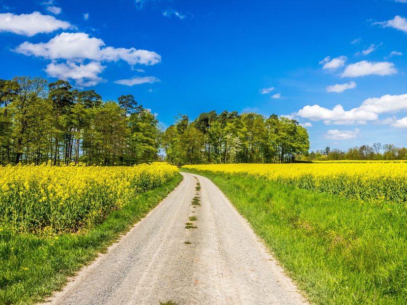 field, grasses, nature, lane, agriculture, rhön, land, hiking, 4K, tranquil scene, yellow, green, rural scene, beauty in nature, germany, road, clouds