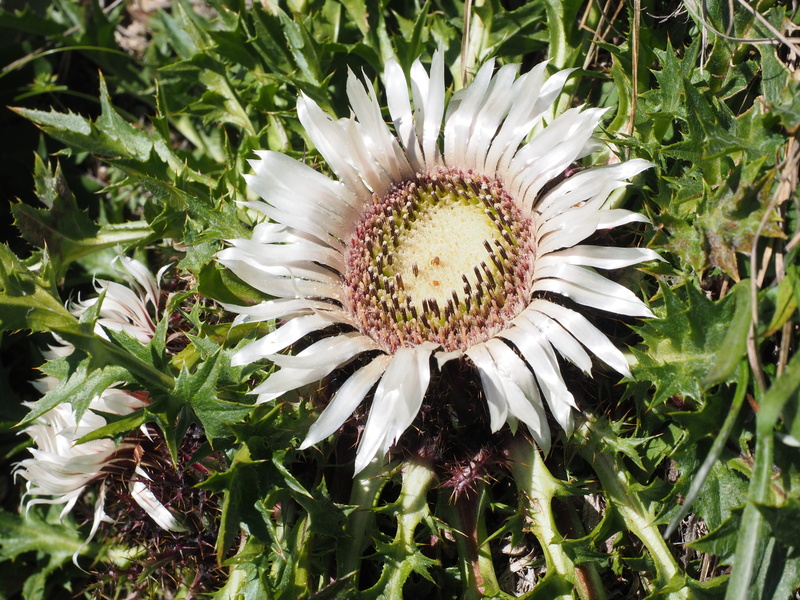 composites, hooking, asteraceae, gazania, inflorescence, beauty in nature, pollen, rhön mountains thistle, weather thistle, flowering, freshness, white pferdewurz