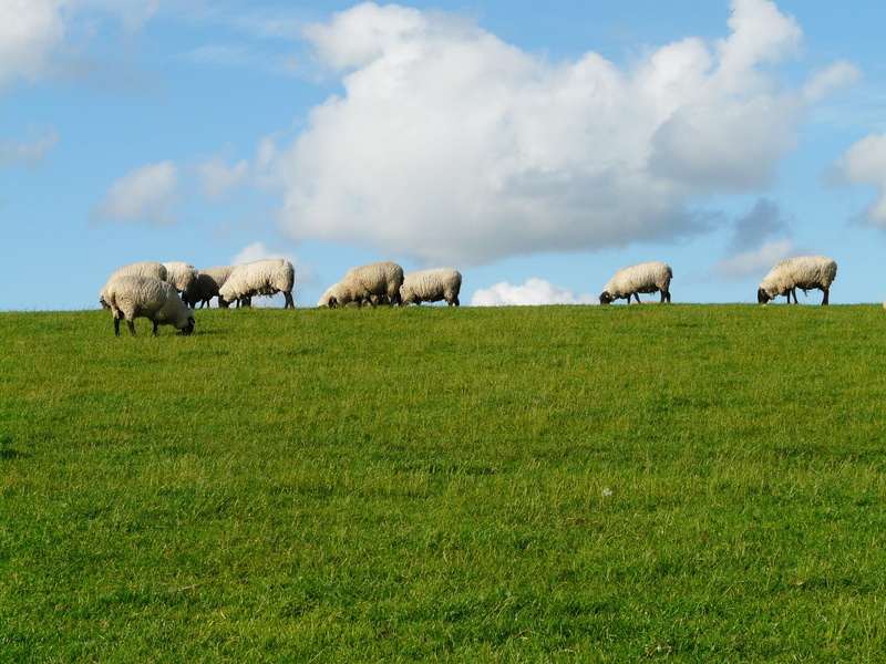 mammal, agriculture, scenics, fresh, grazing, livestock, summer, domestic animals, grass, meadow, lamb, rhön sheep, nature, group of animals, herd, sky
