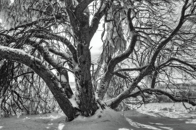 plant, Winter, outdoors, nature, cold, landscape, wasserkuppe, trunk, Sw, no people, environment, hochrhoen, land, forest, scenics - nature, cold - Temperature