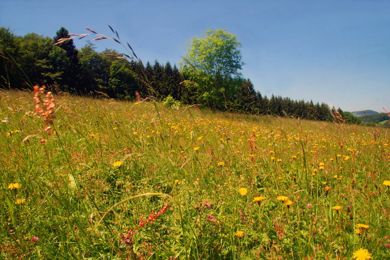 agriculture, no People, growth, blue, land, plant, scenics - nature, Spring, rhön meadow, 2K, summer, grass, landscapes, flowering plant, beauty In Nature