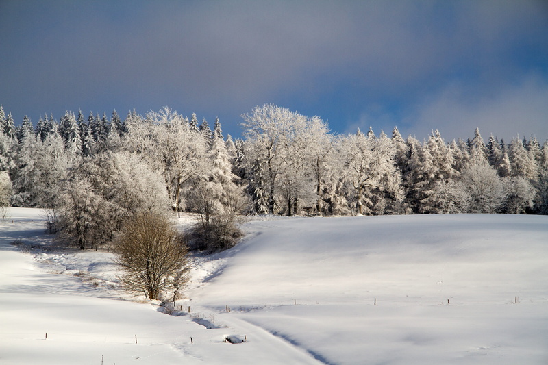 5K, environment, no people, hochrhoen, land, pine woodland, Winter, sky, Wintry, rhön winter, scenics - nature, tranquil scene, woodland, white color