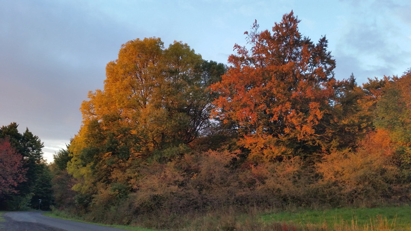 cloud - sky, evening, tranquility, land, plant, fall, autumn collection, beauty in nature, sky, atmospheric, trees, mood, Rest, change, orange color, landscape