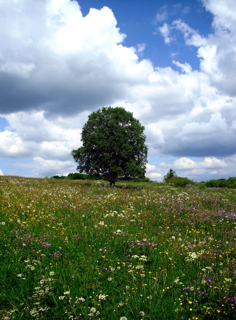 field, outdoors, cloud - sky, green color, beauty in nature, hochrhoen, green, landscape, plant, day, tree, clouds, no people, land, tranquil scene, reported