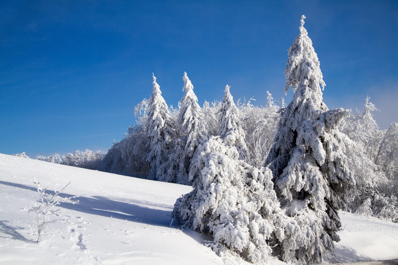 evergreen tree, snowy, nature, snowcapped mountain, pine tree, scenics - nature, beauty in nature, environment, hochrhoen, woodland, sky, frozen, tree