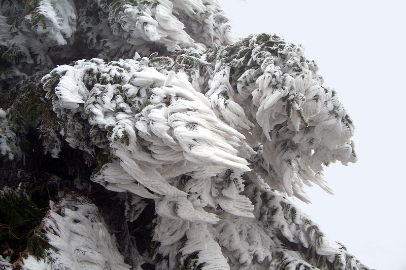 day, outdoors, flowering plant, nature, plant part, textured, sky, snow, low angle view, tree, wintry, tranquility, growth, pattern, flower, tree trunk