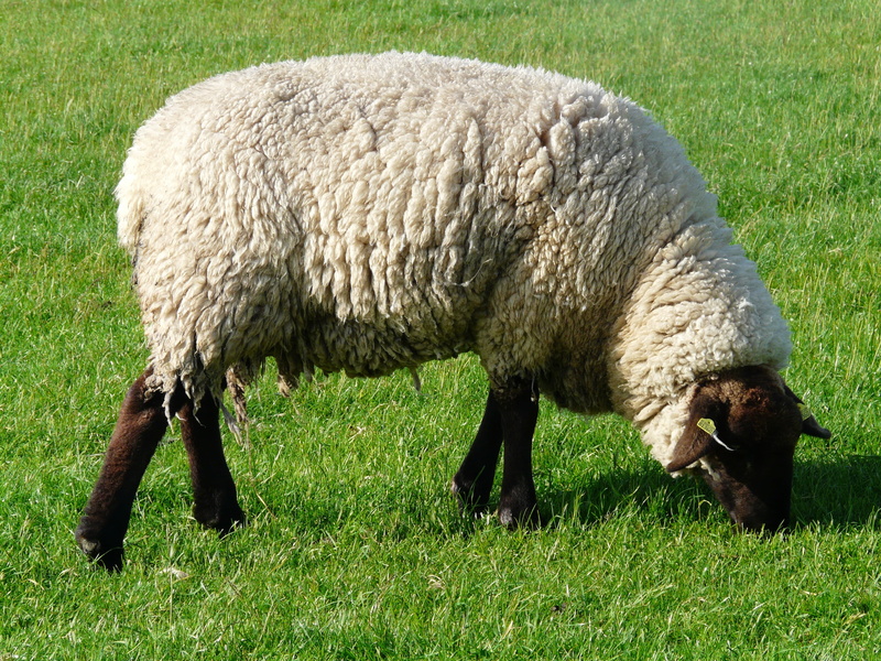 no people, vertebrate, herbivorous, rest, dike, one animal, grazing, grass, animal themes, wool, chill out, fresh, livestock, idyll, plant, field, landscape