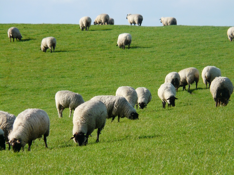 land, rest, pets, domestic, animal themes, large group of animals, grazing, idyll, rhön sheep, landscape, livestock, outdoors, meadow, herbivorous, chill out