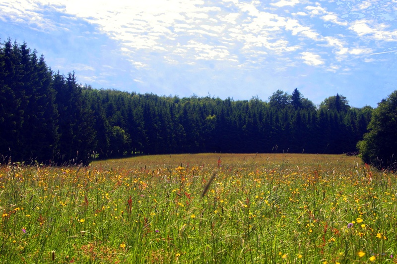 idyllic, meadow, non-urban scene, sky, beauty in nature, tree, forest, wild flowers, spring, nature, scenics - nature, day, green color, tranquil scene