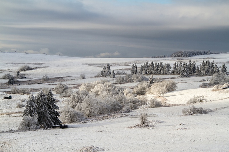 environment, nature, wintry, 4K, outdoors, landscape, pine woodland, cloudy, snow, frost, non-urban scene, plant, cold temperature, tree, cold - Temperature