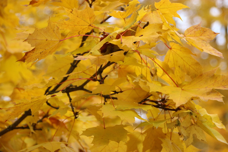 close-up, beauty in nature, bischofsheim an der rhön, germany, autumn collection, maple leaf, plant, natural condition, change, yellow, vulnerability, focus on foreground
