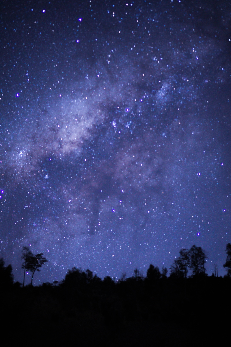 silhouette, star - space, land, milky way, star, tranquility, scenics - nature, plant, beauty in nature, no people, space, night, outdoors, 5K, nature