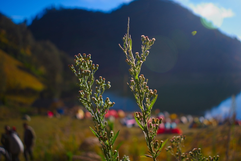 no people, focus on foreground, freshness, vulnerability, tranquility, beauty in nature, ranu kumbolo, indonesia, plant, nature, field, close-up, 5K, non-urban scene