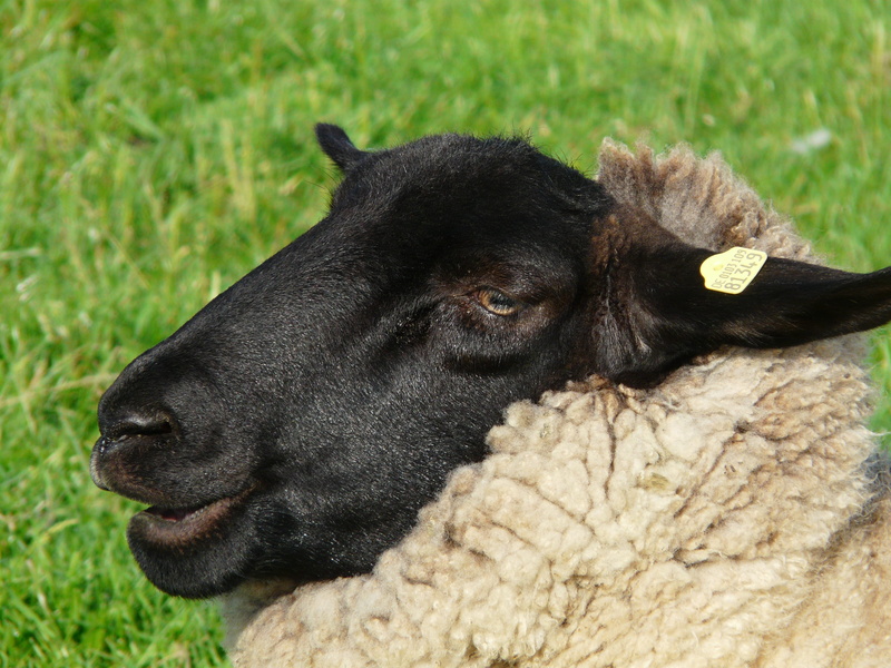 profile view, chill out, herbivorous, sheep, field, north sea, fur, mammal, domestic, close-up, rest, plant, vertebrate, day, view, relaxation, pets, focus on foreground