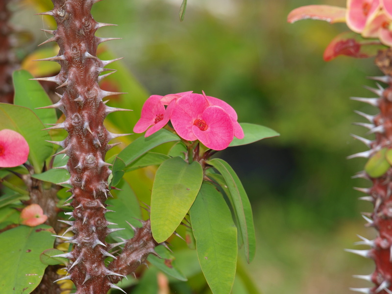 christ, thorn, pink color, decoration, euphorbia, fragility, garden, leaf, no people, 2K, vulnerability, thorns of christ, day, freshness, flowering plant