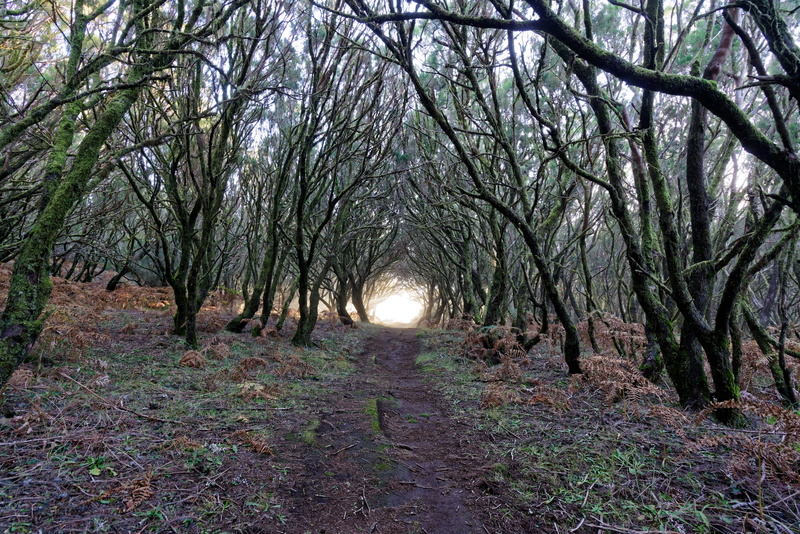 sunlight, landscape, portugal, viewpoint of bica da cana, outdoors, tree, path, 8K, direction, forest, tunnel, land, tranquility, day, madeira, branch