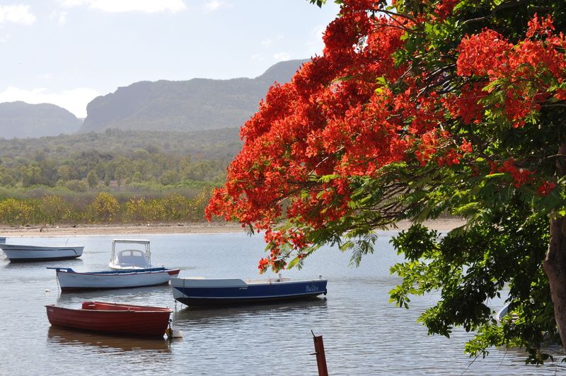 growth, bucolic, water, no people, outdoors, change, travel, transportation, 4K, waterfront, flamboyant, nautical vessel, rowboat, reunion island, mode of transportation