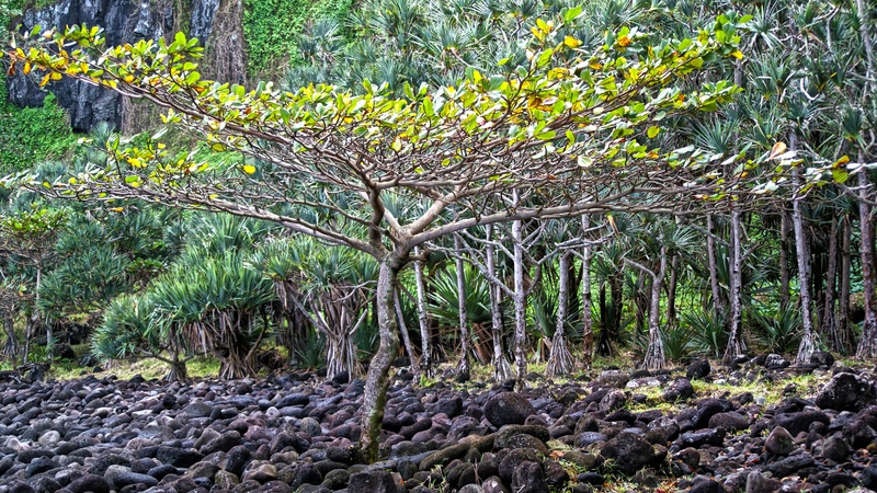 plant, reunion island, plant part, tranquility, trunk, tranquil scene, tree trunk, solid, non-urban scene, forest, nature, land, beauty in nature, rainforest