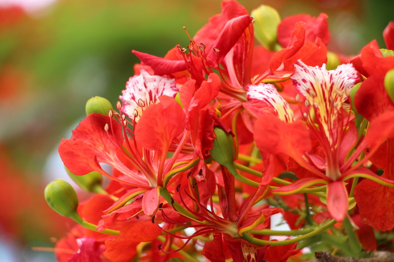 selective focus, focus on foreground, nature, freshness, garden, trees, flowering plant, no people, red, reunion island, bunch of flowers, petal, inflorescence