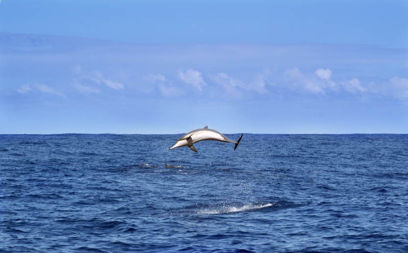 animal, whale, 2K, animal wildlife, blue, sea life, marine, dolphin, one animal, motion, sky, animal themes, water, outdoors, horizon over water, animals