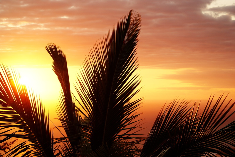 sea, outdoors, sunlight, green, growth, leaf, holiday, summer, plant, sky, evening, 4K, scenics - nature, beauty in nature, inflamed, ocean, golden, land