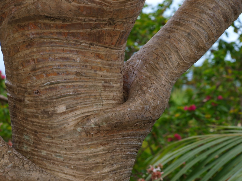 natural pattern, reunion island, Interpretation, tree trunk, wood - material, brown, vacoa, forest, outdoors, chart, day, body, growth, trunk, 2K, focus on foreground