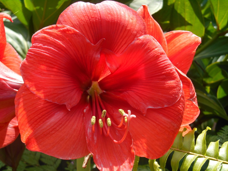 interior, growth, inflorescence, no people, reunion island, plant, red, exotic garden, meeting, focus on foreground, island, beauty in nature, vulnerability
