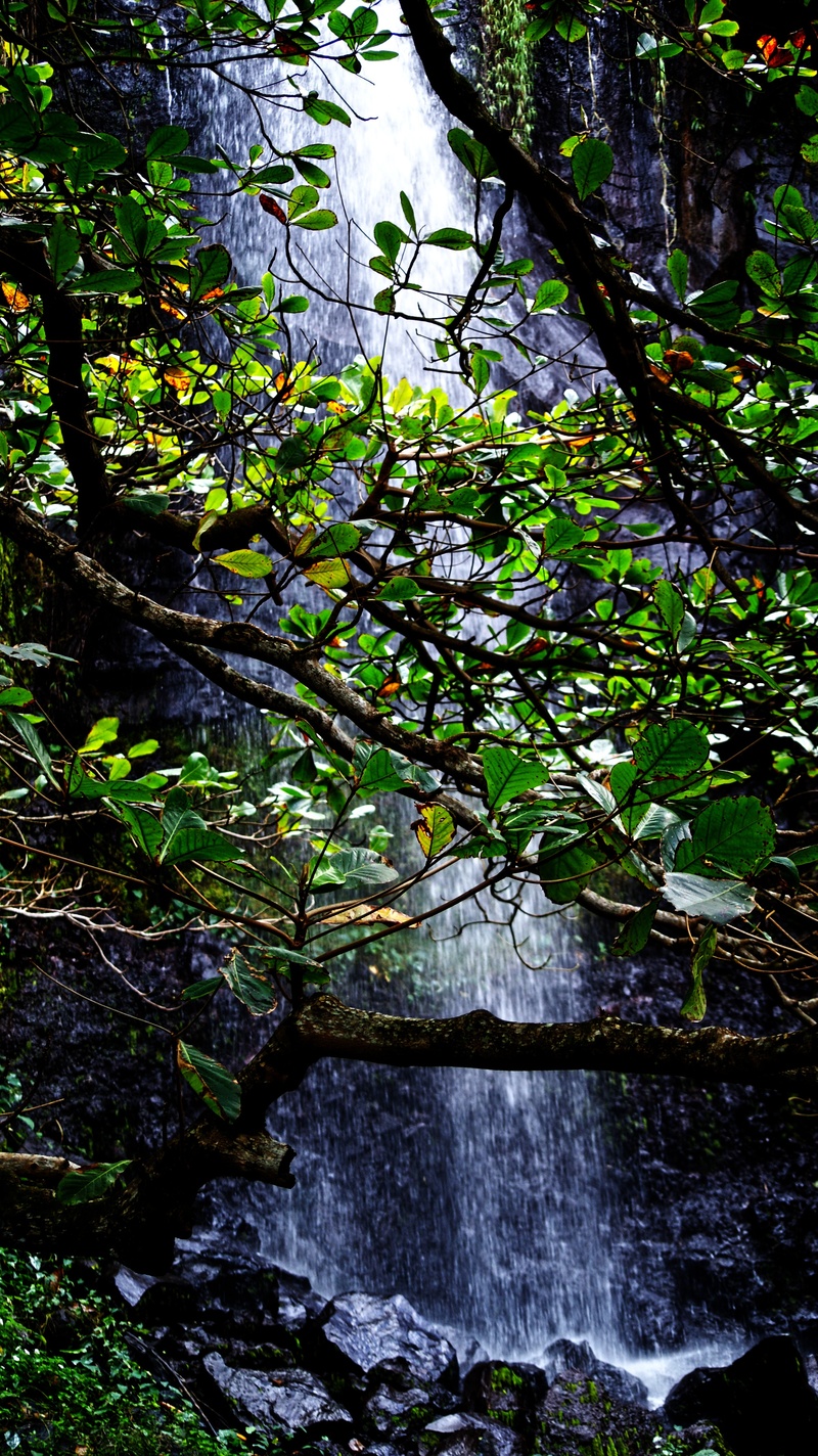 leaf, scenics - nature, nature, falls, beauty in nature, leaves, flowing water, forest, cascades, waterfalls, branch, plant, growth, water, reunion island