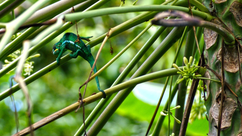 leaf, nature, plant part, food, reunion island, one animal, no people, bamboo - plant, chameleon, animals in the wild, close-up, branch, growth, animal themes