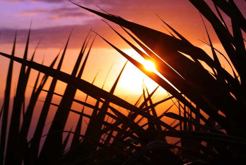 indian ocean, plant, lens flare, silhouette, holiday, idyllic, cloud - sky, no people, sunset, evening, sea, sky, sun, sunlight, ocean, reunion island
