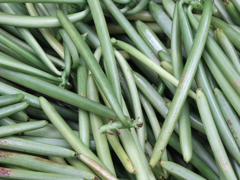 flowers, freshness, wellbeing, heap, abundance, green bean, Reunion Island, raw food, vegetable, still life, 2K, Vanilla, full frame, no people, Meeting