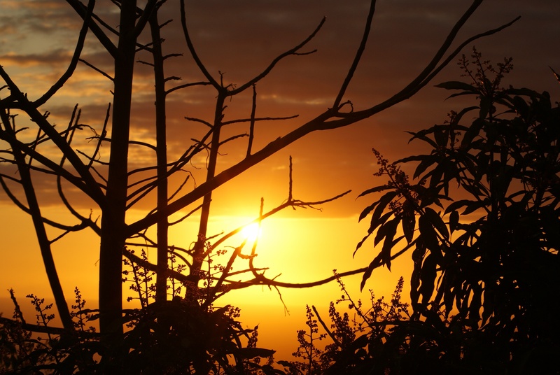 nature, tranquil scene, plant, light, orange, non-urban scene, sky, ocean, tranquility, holiday, branch, evening, idyllic, romantic sky, outdoors, tree