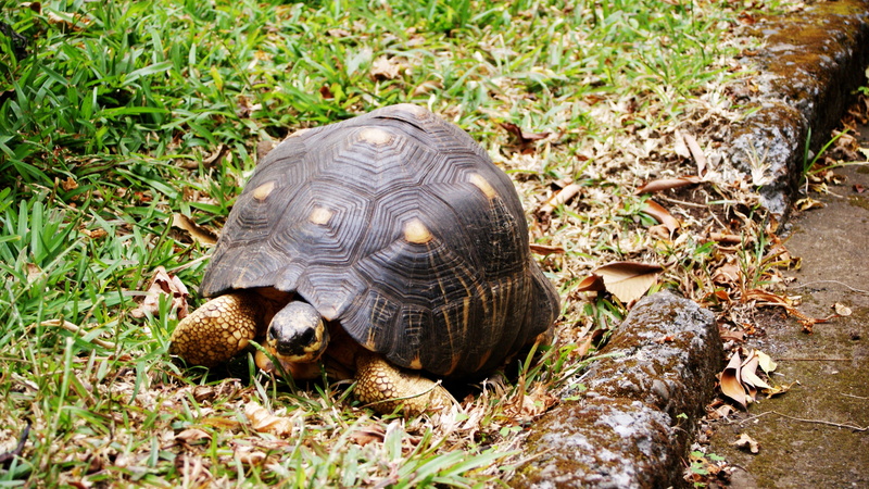 animal shell, animal themes, animals in the wild, close-up, tortoise shell, tortoise, one animal, animal, land, turtle, vertebrate, plant, 4K, reunion island