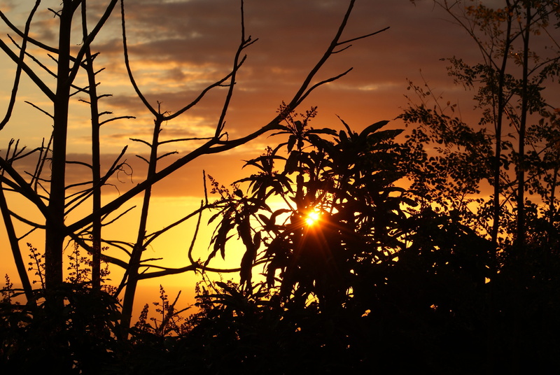 plant, silhouette, sea, idyllic, streaming, inflamed, outdoors, tree, sunlight, growth, leaves, Evening, 4K, branch, back Lit, side, no people, beauty In Nature