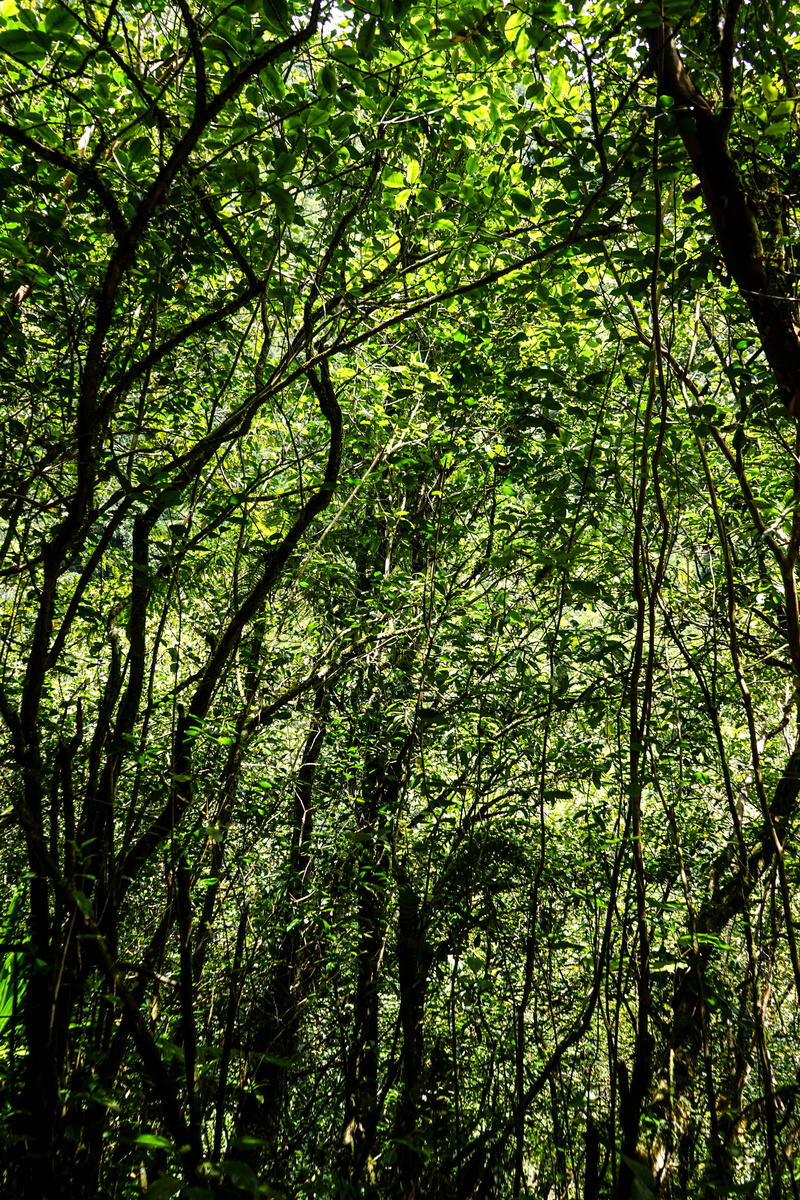 scenics - nature, rainforest, beauty in nature, growth, bamboo - plant, island, green, grand étang, tropical, foliage, woodland, forest, vegetation, no people