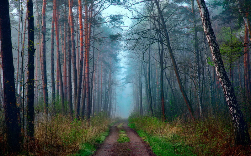 leaf, Forest, 1080P, green, Spring, Haze, trees, Morning, Nature, Road